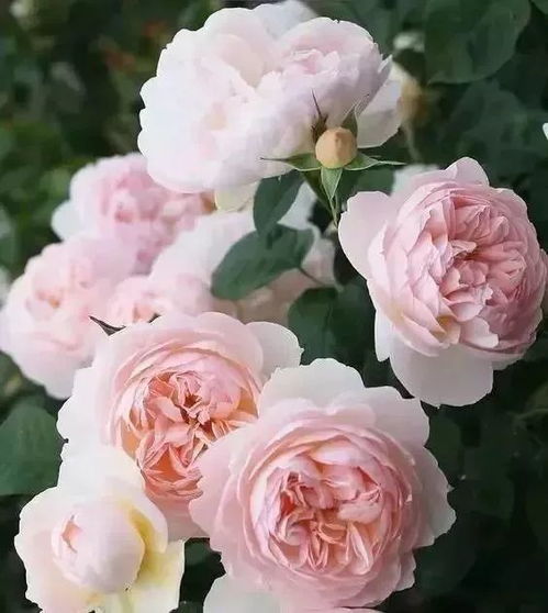 玫瑰花泡醋，美容养颜效果怎么样