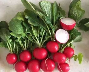 什么时候种植水果萝卜最适宜，能获得最佳产量和品质