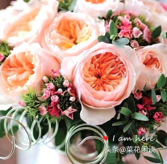 月季养护的四大核心原则