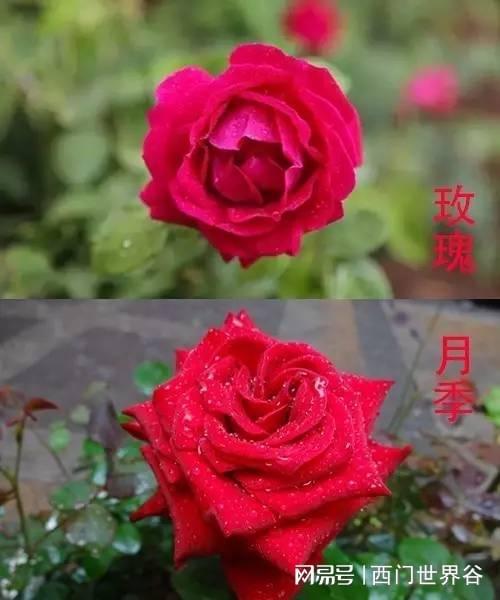月季花和玫瑰花是同一种吗？简单几招教你轻松区分