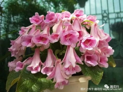 苗圃失败说啥？颜色粉不粉？