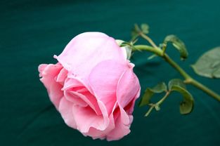 月季：千娇百媚， 让你的庭院充满生机