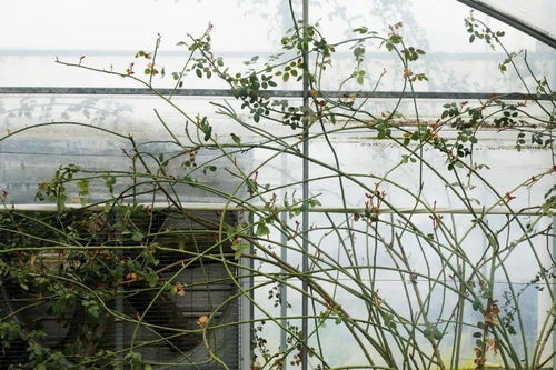 藤本月季的爬藤之旅：如何给它找个好家