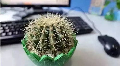 防辐射植物有哪些？这几种便宜又好养