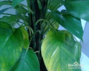 叶子发黄缺少的营养