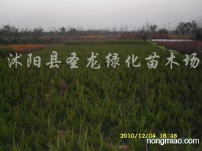 地侧柏的药用功效