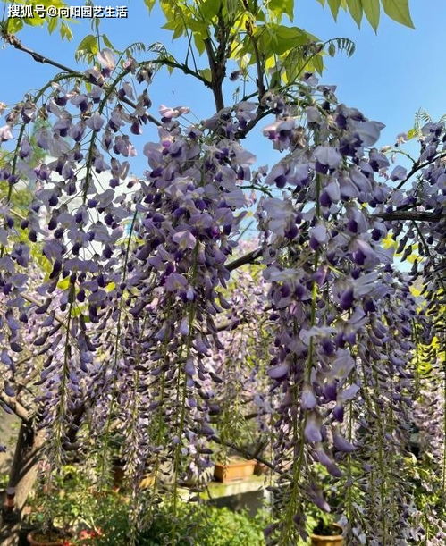 春季气温适宜，紫藤花开在几月份？