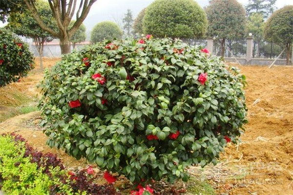 茶花球的地径揭秘