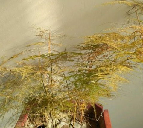 文竹太密？修剪技巧揭秘