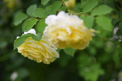 月季园里的五彩画卷