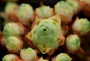 种玫瑰花用什么土壤