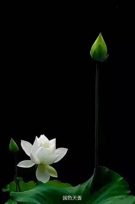 黑莲花是什么？与白莲花有何不同