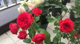 大地主月季花：红色丰花中的“地主”风采