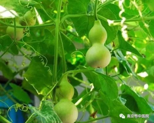 葫芦种子：可食用，无毒，养眼好物！