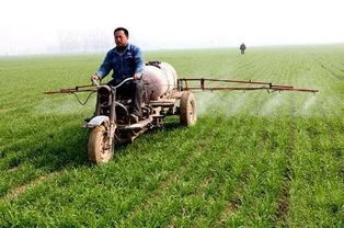 麦子年前打除草剂的好处