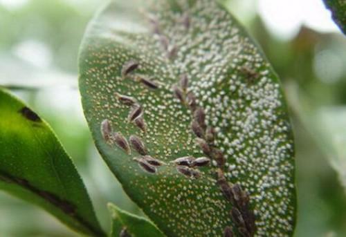 柚子尺蠖是危害柚子树的害虫，以幼虫食害叶片