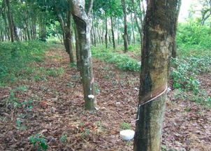 从农垦集团40年数据中提炼出规律