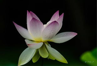 荷花，水中仙子