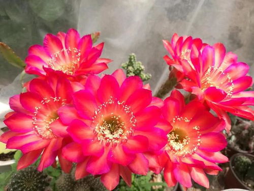 宝莲灯一年到底开几次花？揭秘其神秘开花频率规律
