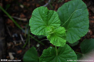 注意事项：从菜篮子到花盆子