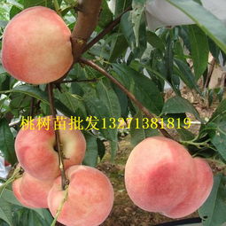 全国批发， 好评不断