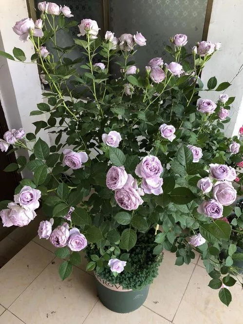 翠鸟月季：变色界的明星