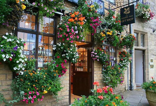 紫苑和万寿菊：清新靓丽， 蜜蜂的Zui爱