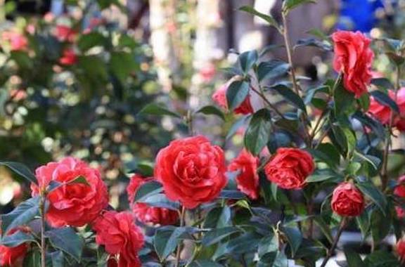 土壤里加点料：肥料是必需的