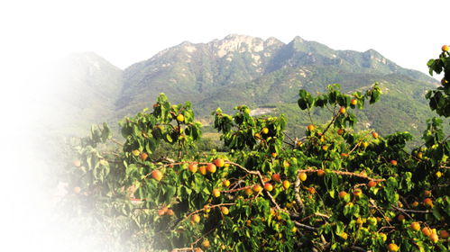 种子问题， 也不嫩忽视