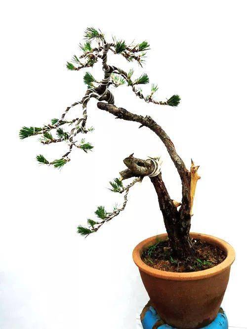 黑松叶子变黄的原因大揭秘