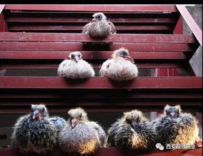 幼鸽饲养管理：关注幼鸽成长