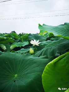 荷花种植视频：核心关键词