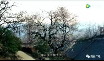 南召玉兰之乡， 紫玉兰的生长习性