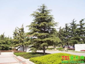 雪松在服务区的独特魅力