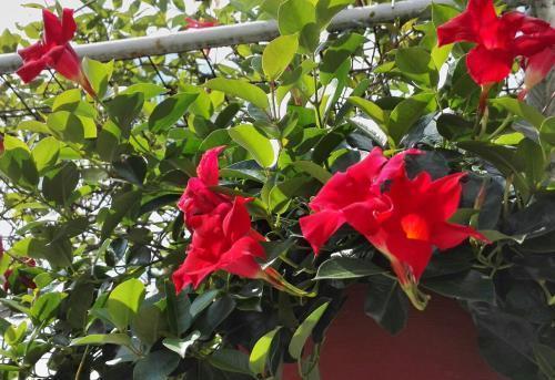 飘香藤，香不香？先来听听名字