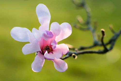 修剪的艺术：适时修剪保健康