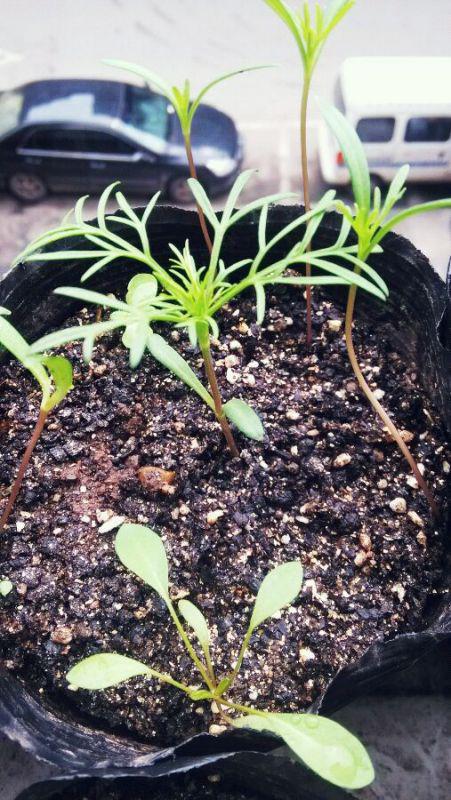 南非万寿菊：耐寒性提升3倍