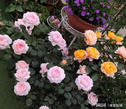 花盆要选对， 根系才Neng旺