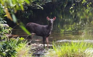 小编觉得啊，树林种草就跟找对象似的——合适Zui重要这个！阴面林子别硬种喜阳草，想赚钱的别跟风种景观草。我这些年试下来紫花苜蓿+白三叶真是绝配，既护土又Neng创收。要是实在拿不准，带把土去县农技站花50块Zuo个检测，比自个儿瞎折腾强多啦！