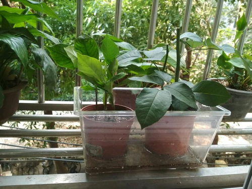 剪取插穗：小心剪， 留芽点