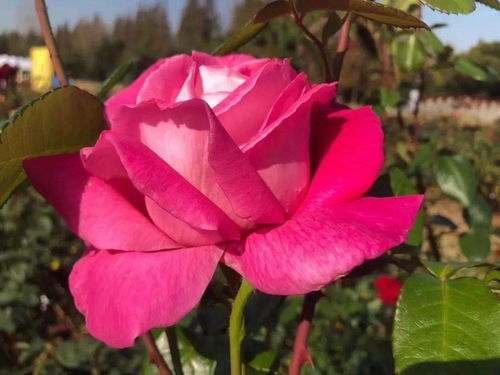 月季之美， 秋日绽放