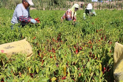 干辣椒种植从种子到丰收，需了解适宜气候、土壤条件