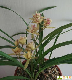 兰花分盆需要注意哪些步骤和技巧，才能保证兰花生长健康