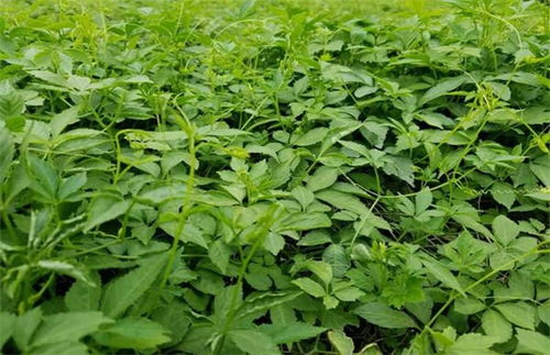 扦插与高压，两种繁殖法