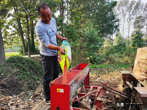 专家实验实锤：用0.2%高锰酸钾消毒的种子， 病害率直接砍半