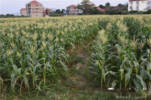 干旱雨养区黄豆秋覆膜栽培效果研究