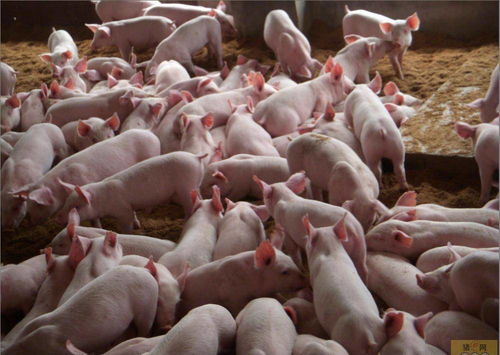 仔猪断奶不长反掉秤，原因及科学对策是什么？