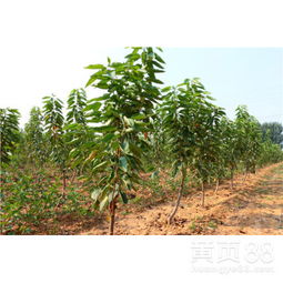 黄栀子的种植要点