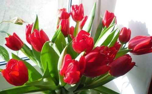 2. 郁金香：春天的色彩