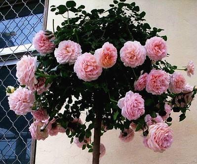 一、 花儿的那些事儿